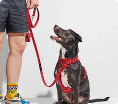 Dog Harness